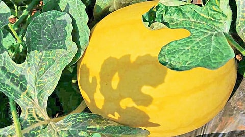 Water Melon From Ratnagiri Exported To Dubai Marathi News 