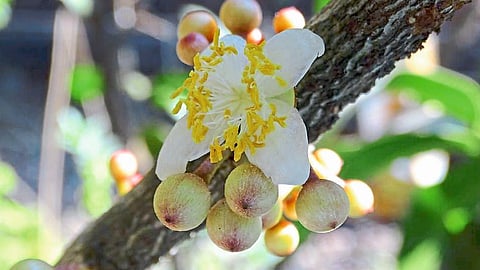 Lupine And Konkan University Project Of Conservation of Endangered Medicinal Plants