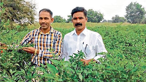 बारा गुंठ्यांत मिरचीचे दीड लाखांचे उत्पन्न