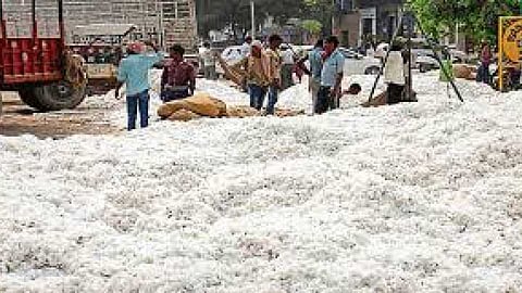 Latur District Cotton News 