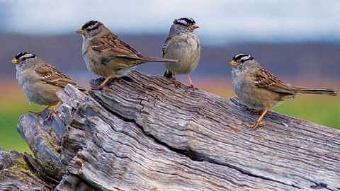3sparrow_0.jpg