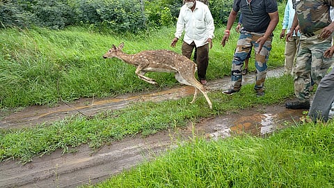 वाट हरवीलेल्या चितळ ला वनविभागाच्या कर्मचाऱ्यांनी सोडले त्याच्या अधिवासात 