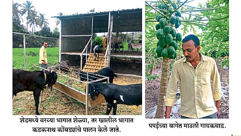 एकात्मिक शेती, एकत्रित कुटुंब