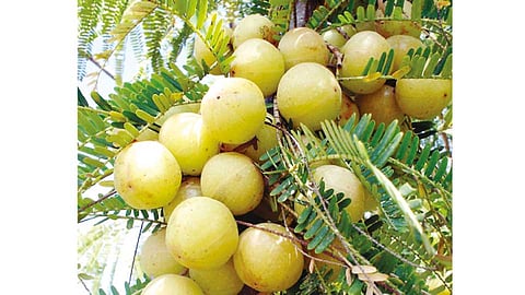 Amla