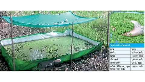 ॲझोला उत्पादनासाठी केलेल्या वाफ्यावर सावली करावी.