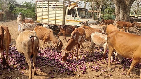 akola news The closure of the market committee hit the farmers