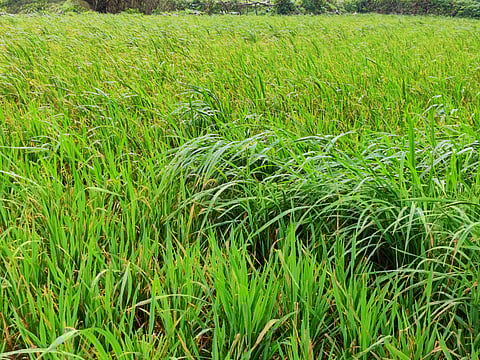 Vitha and Chitalvedhe paddy cultivation increased in Akole taluka