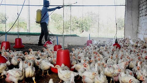 Bird Flu: राज्यातील 22 जिल्ह्यांमध्ये 'बर्ड फ्लू'चा प्रभाव