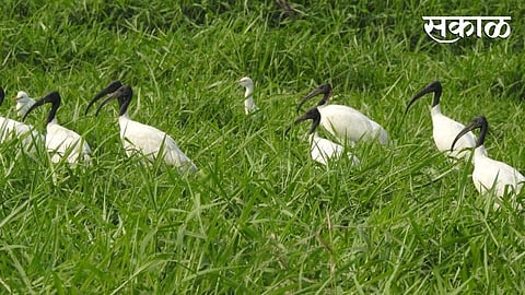 Birds