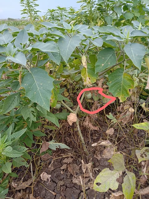 Corona virus trees in forests in Maharashtra