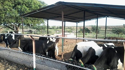 Cow
