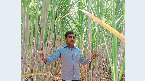 ऊस उत्पादनाची एकरी शंभरी अोलांडण्यात सचिन पाटील यशस्वी झाले आहेत.