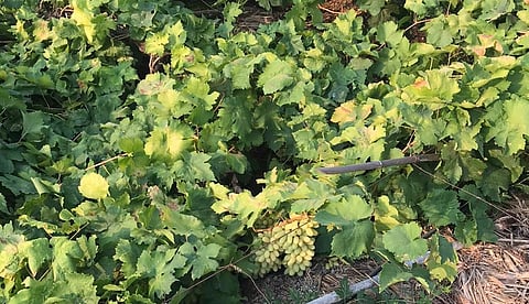 Rain, loss of grape gardens by Corona