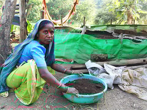 Technically farmed by Shantabai Khandu Dhande of Akole taluka