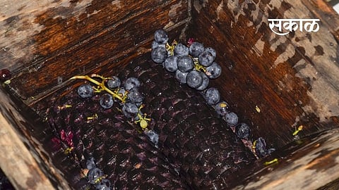 Grape crushing season