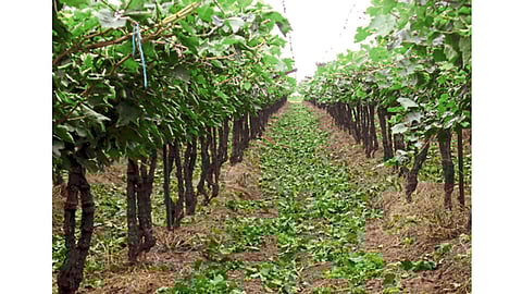 शेंडा वाढ नियंत्रणात ठेवून, बोर्डो मिश्रणाची फवारणी सुरू करावी.