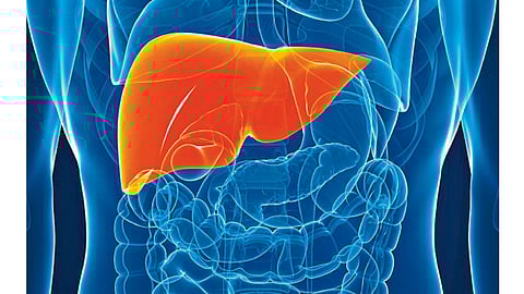 Liver