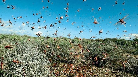 Locust-Attack