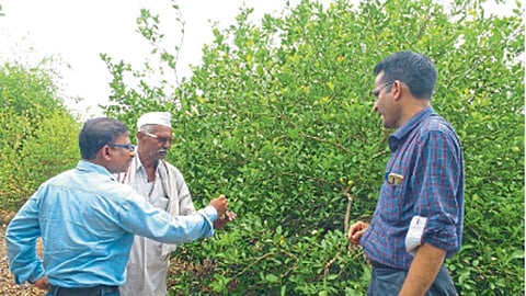 सातारगाव येथील महादेव तांबडे यांच्या बागेत लिंबाच्या बहर नियोजनाचे टप्पे समजावून सांगताना डॉ. दिनेश पैठणकर, डाॅ. योगेश इंगळे.