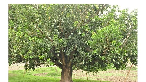 Mango inflow in Solapur district is low this year