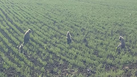 Monkey Damaged Crops In Umarga Block
