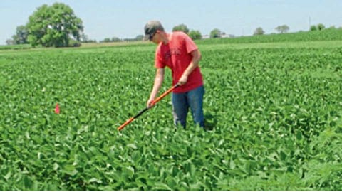 प्रायोगिक क्षेत्रामध्ये केवळ मोहरीवर्गीय तणे वगळता अन्य तणे काढून सोयाबीन पिकांवर होणाऱ्या परिणामांचा अभ्यास केला आहे.