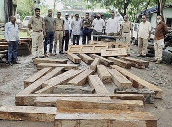 घरात साठविला होता अवैध लाकूड साठा, माहिती मिळताच वन विभागाची कारवाई