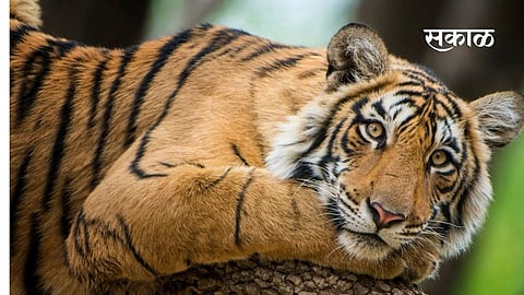 Fear of death was burnt in the stove tiger attack in gadchiroli district