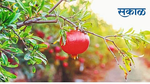 Atpadi leads in the state for red pomegranate