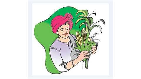 Money of the farmers in Solapur district went back because of the corona