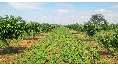 मोसंबी फळबागेमध्ये सोयाबीनचे आंतरपीक.