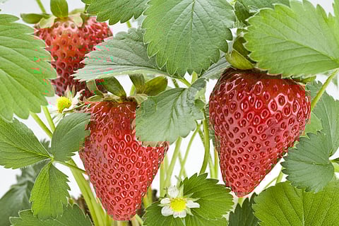 Strawberry