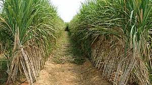 Sugarcane