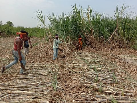 Sugarcane Cutter