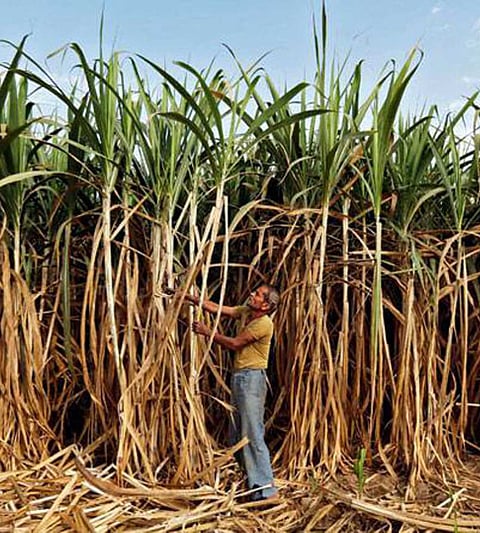 Theft of farmers sugarcane in Pandharpur taluka