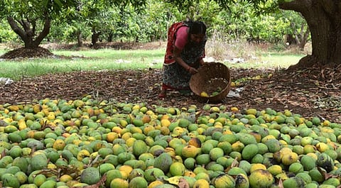 fight with coronaviras farmer in ratnagiri kokan marathi newsin ratnagiri kokan marathi news