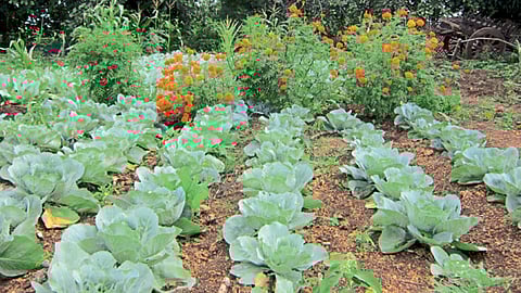 भाजीपाल्यामध्ये कीड नियंत्रणासाठी झेंडूचे सापळा पीक.