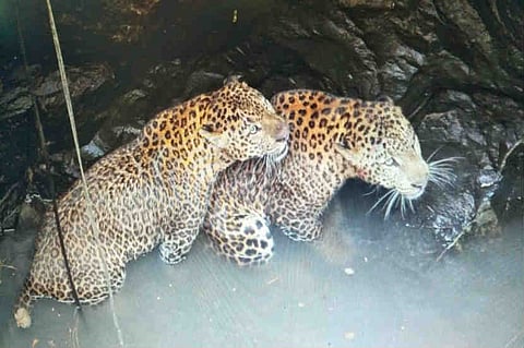 Two leopards fight for power for two and a half hours