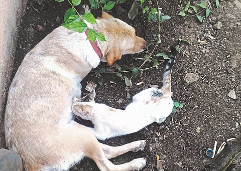 Dogs feed milk to kittens at Karjat
