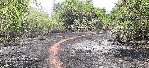 fire Cashew farm mdura konkan sindhudurg