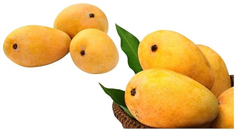 original hapus mango to identify in market used tips for buyers in kolhapur
