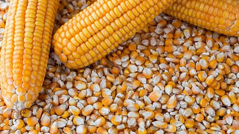 केंद्र सरकारकडून दिलासा; आठवडाभरात मका खरेदी पुन्हा सुरू होणार 