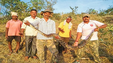 Snake Disrupts Grass Harvesting Kolhapur Marathi News