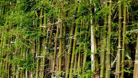bamboo