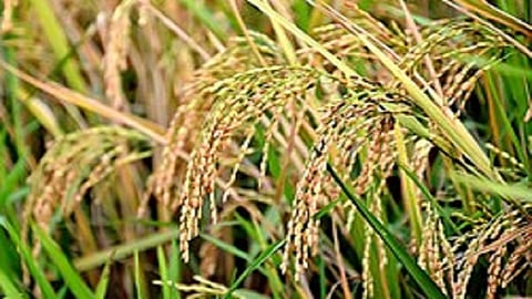 rice crop increased in kokan the  is 21 percentage regular rain the main reason