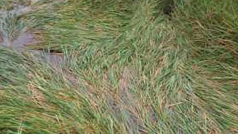 due to heavy rain and cyclone damage the crop of rice in ratnagiri 15 percent damage the crop of farmers