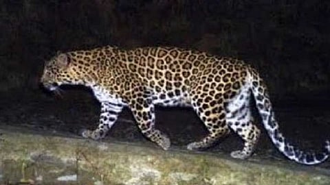 leopard in belgaum area near to maharashtra boundary forest department protection in belgaum