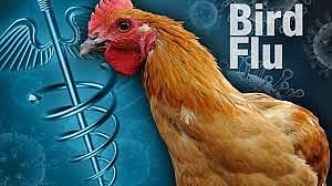 bird flu
