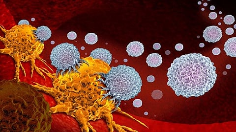 corona virus new strain south africa