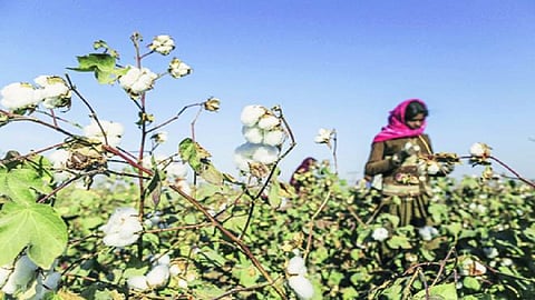 cotton farmer.jpg